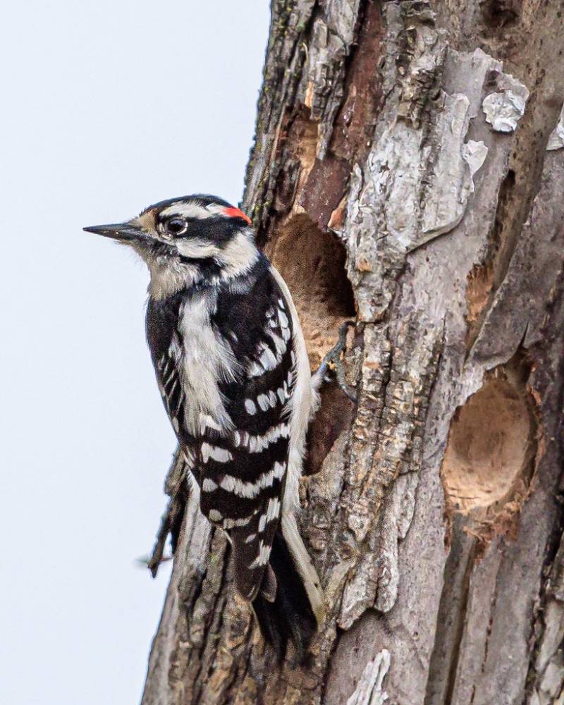 Downy Woodpecker building a nest by Shiva Shenoy is licensed under CC BY 2.0